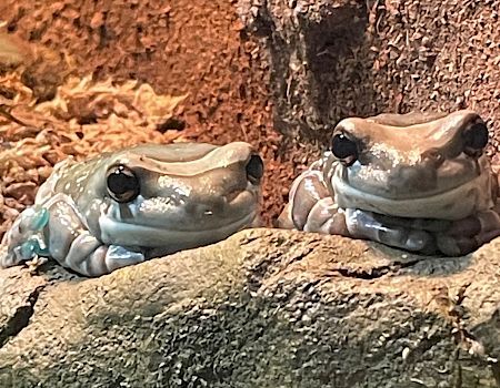 Two blue frogs resting on a rocky surface with a textured background.